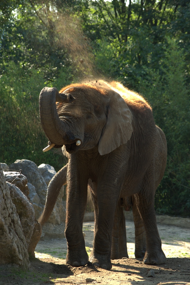 Elefant beim Staubbad