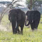 Elefant beim Staubbaden