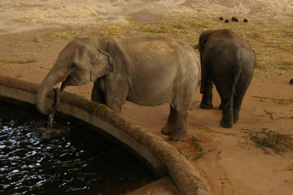 Elefant beim Trinken