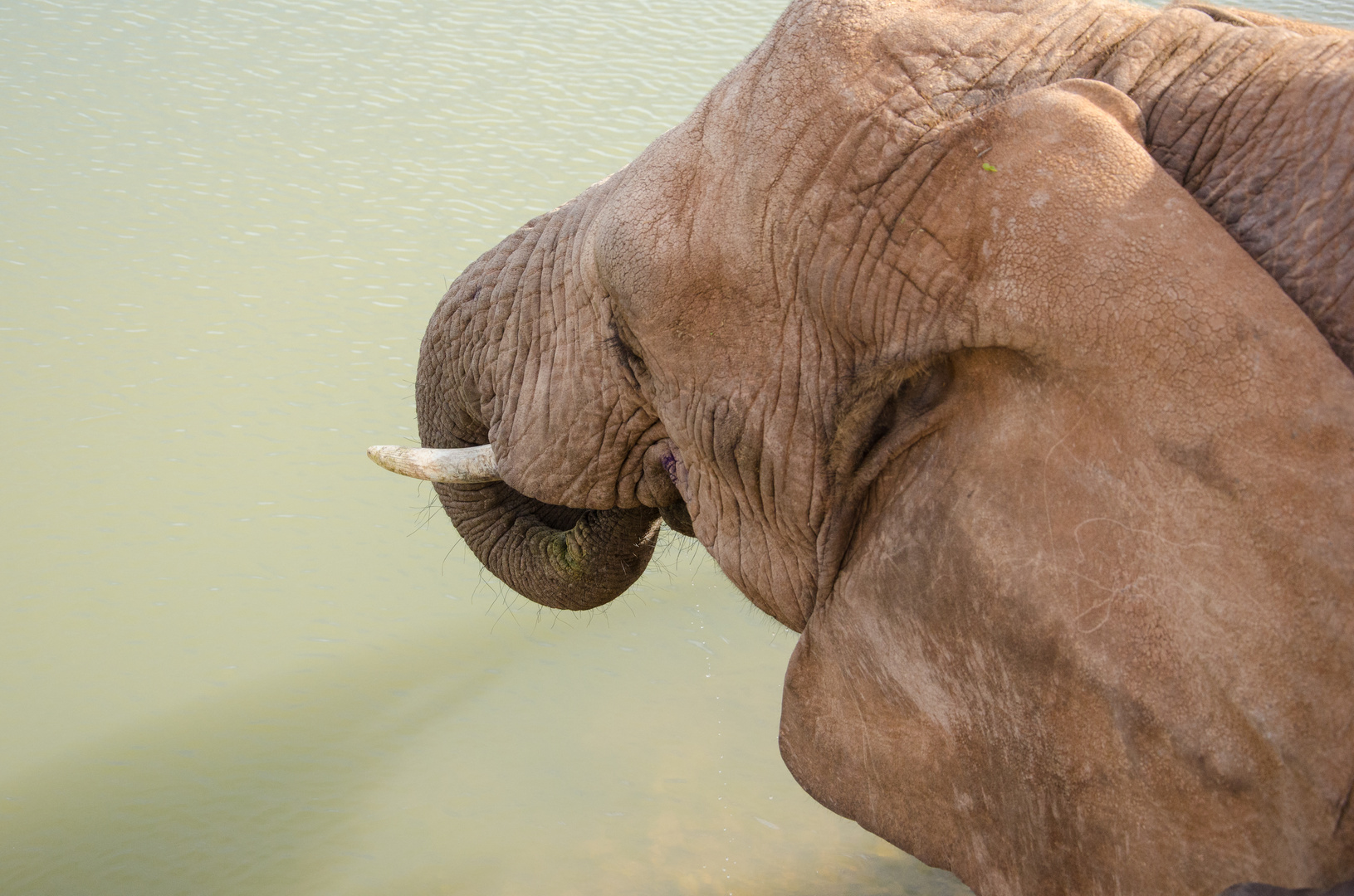 Elefant beim Trinken