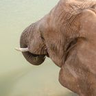 Elefant beim Trinken