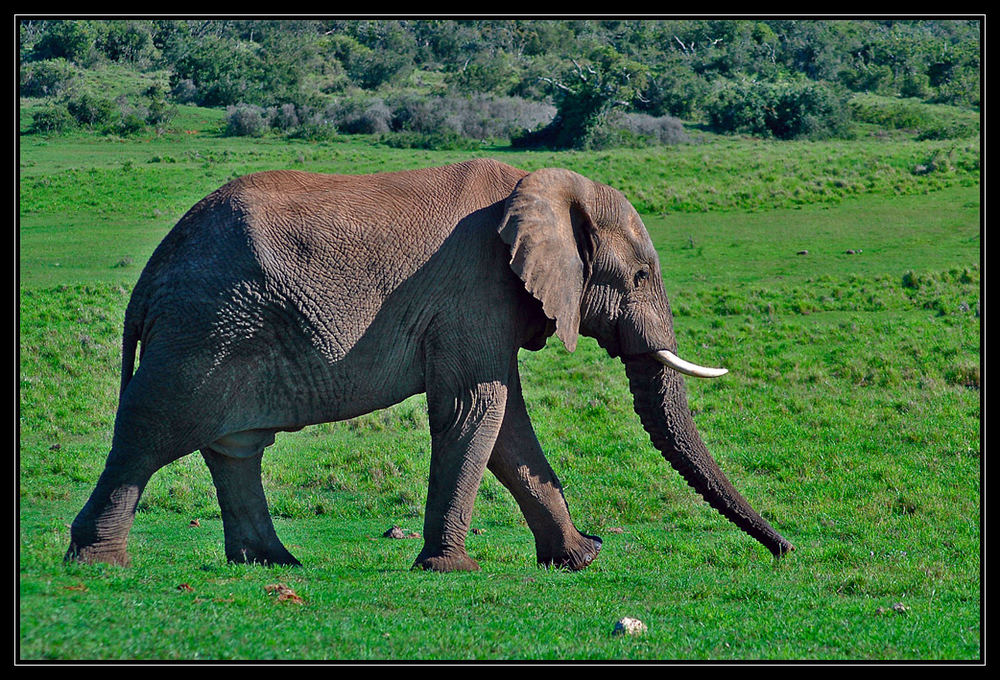 Elefant beim Walking