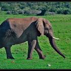 Elefant beim Walking