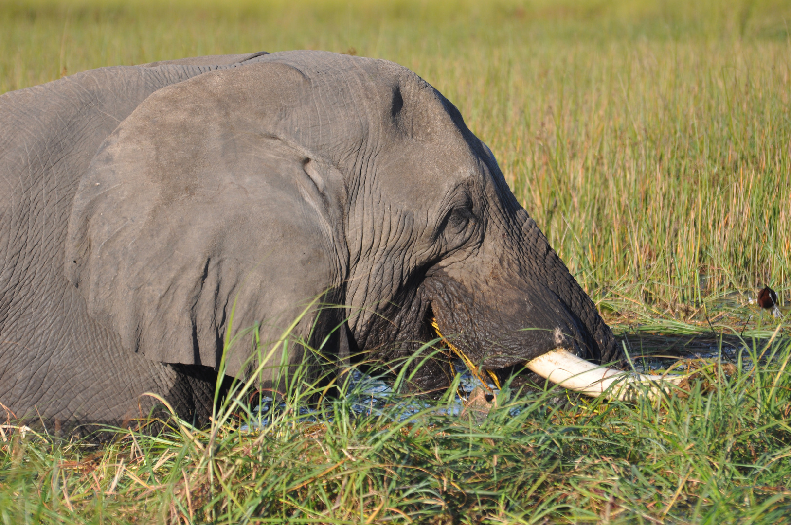 Elefant bis zum Hals im Wasser