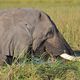 Elefant bis zum Hals im Wasser