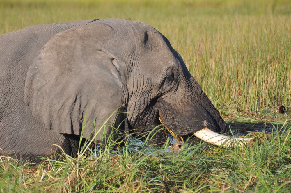 Elefant bis zum Hals im Wasser von Wonnyz 