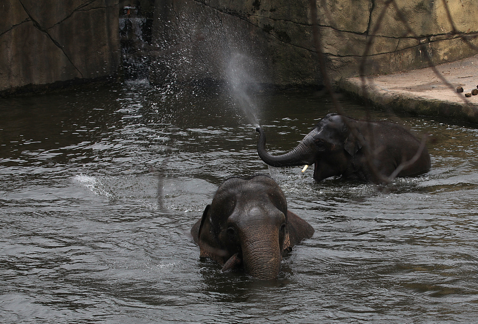 Elefant bläst!