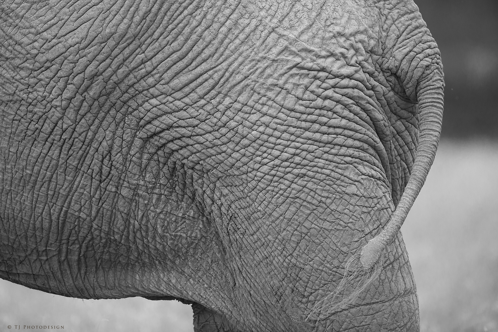 Elefant-Bodypart-2