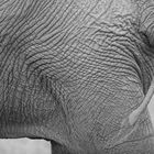 Elefant-Bodypart-2