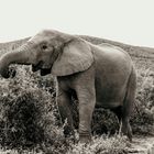 Elefant