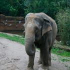 Elefant