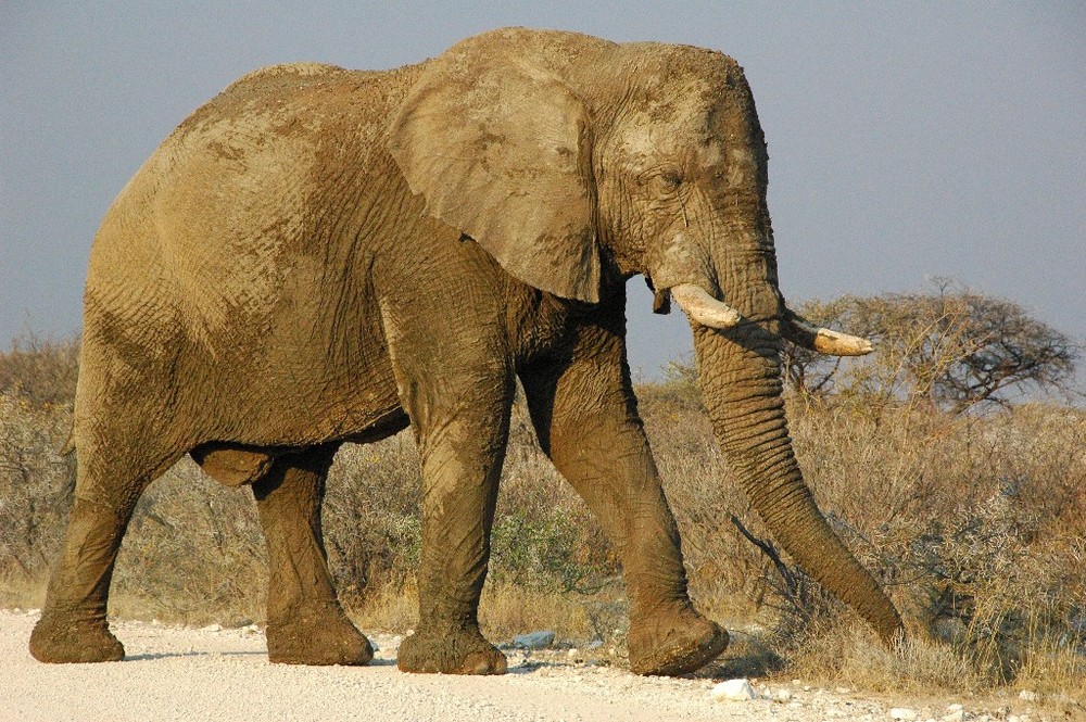 Elefant ca.10m vor unerem Fahrzeug der die Strasse überquert !