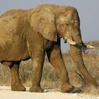 Elefant ca.10m vor unerem Fahrzeug der die Strasse überquert !