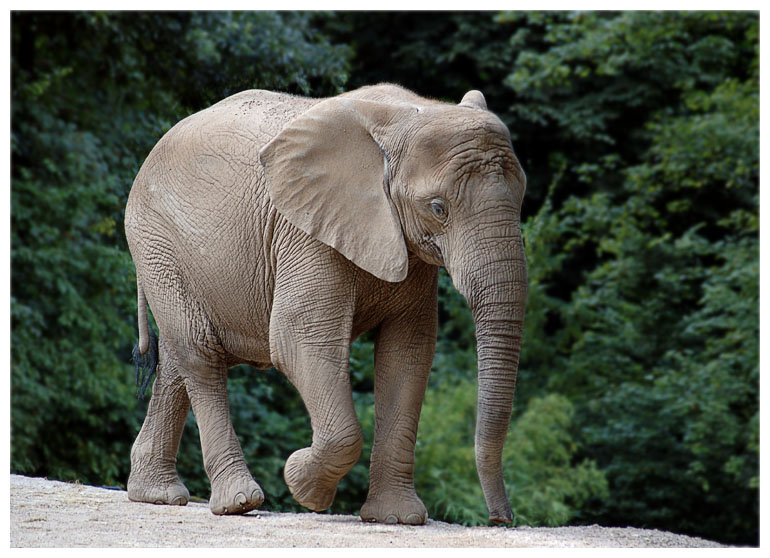 Elefant.