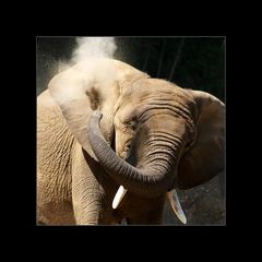 Elefant