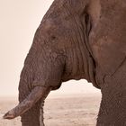 Elefant (CloseUp)