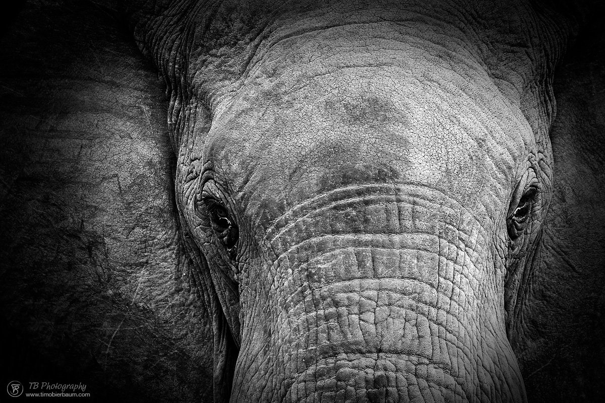 Elefant Closeup