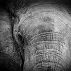 Elefant Closeup