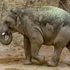 Elefant