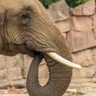 Elefant