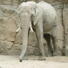 Elefant