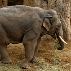 Elefant 