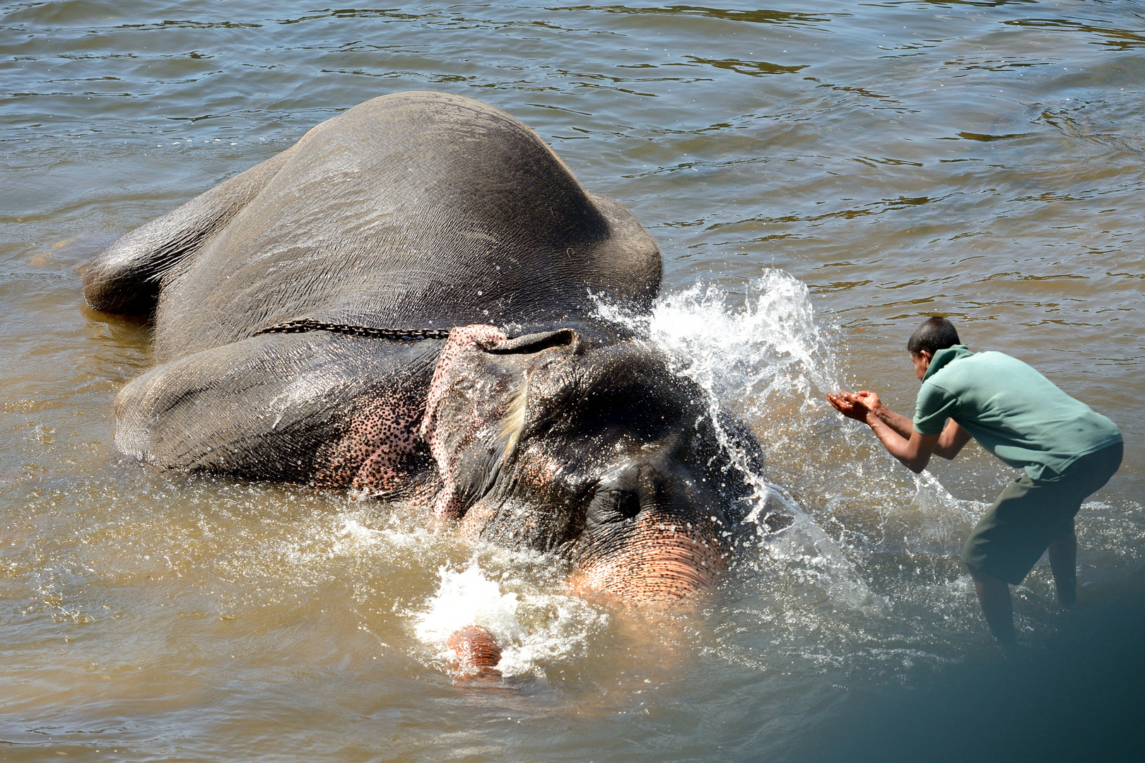 Elefant: "Der Mensch hilft"