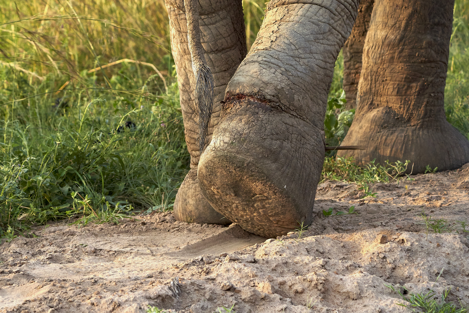 Elefant, der uns am sehr betroffen gemacht hat 2. Teil