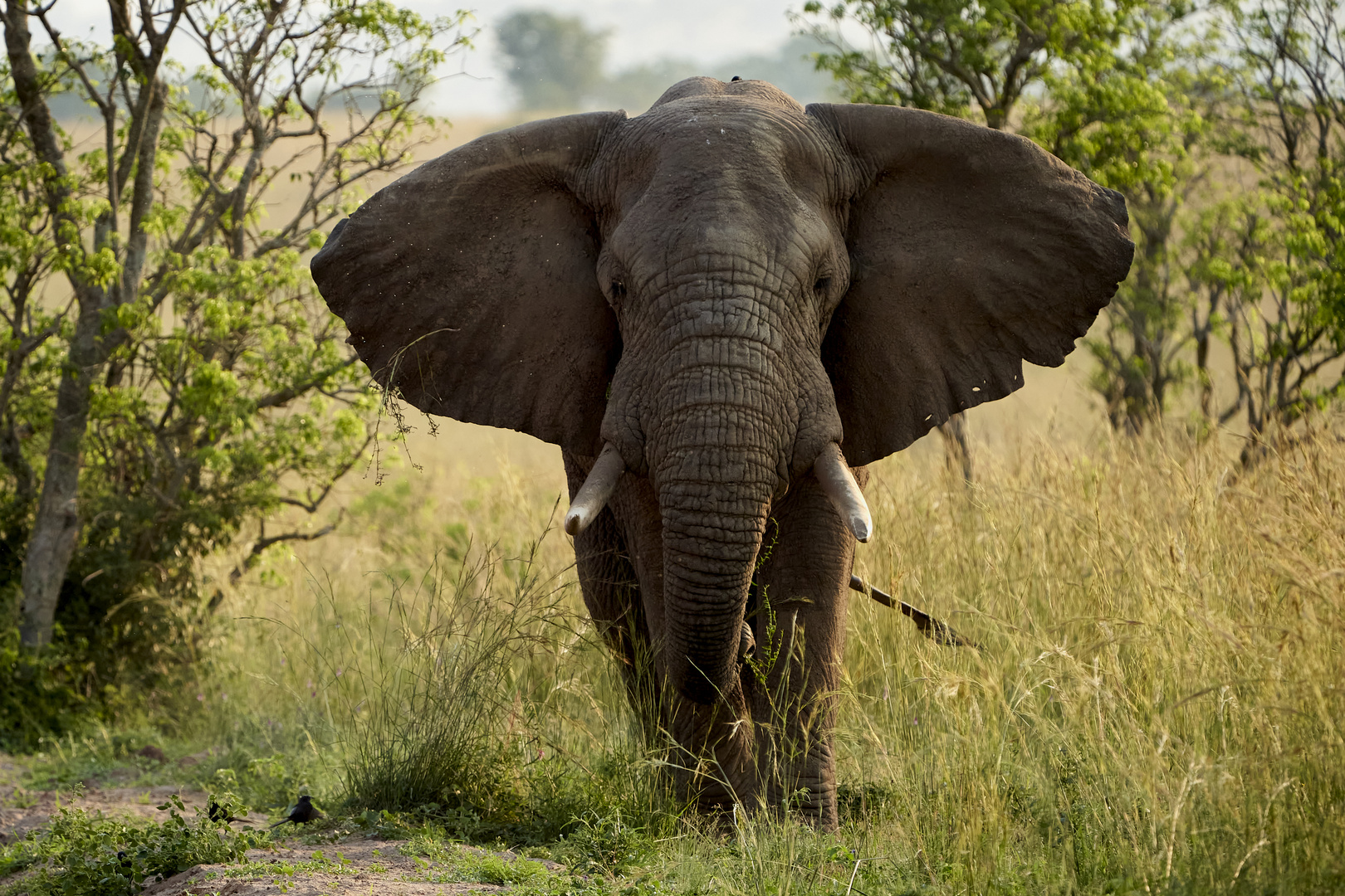 Elefant, der uns am sehr betroffen gemacht hat