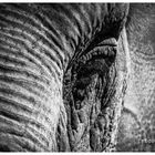 Elefant, Detailaufnahme