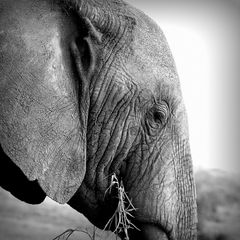 Elefant