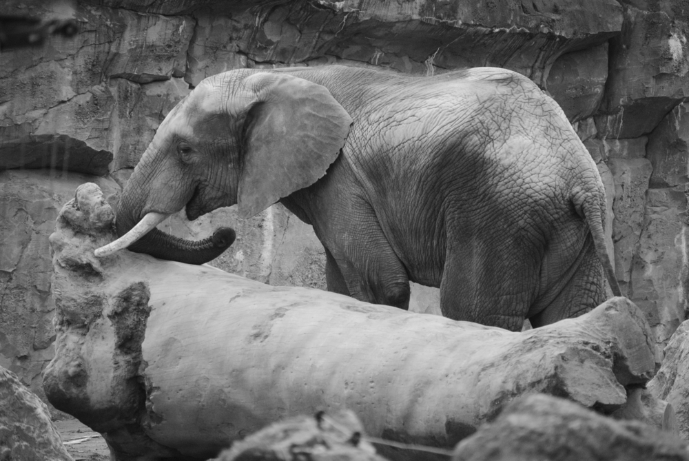 Elefant, Duisburgerzoo