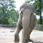 Elefant