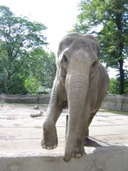 Elefant