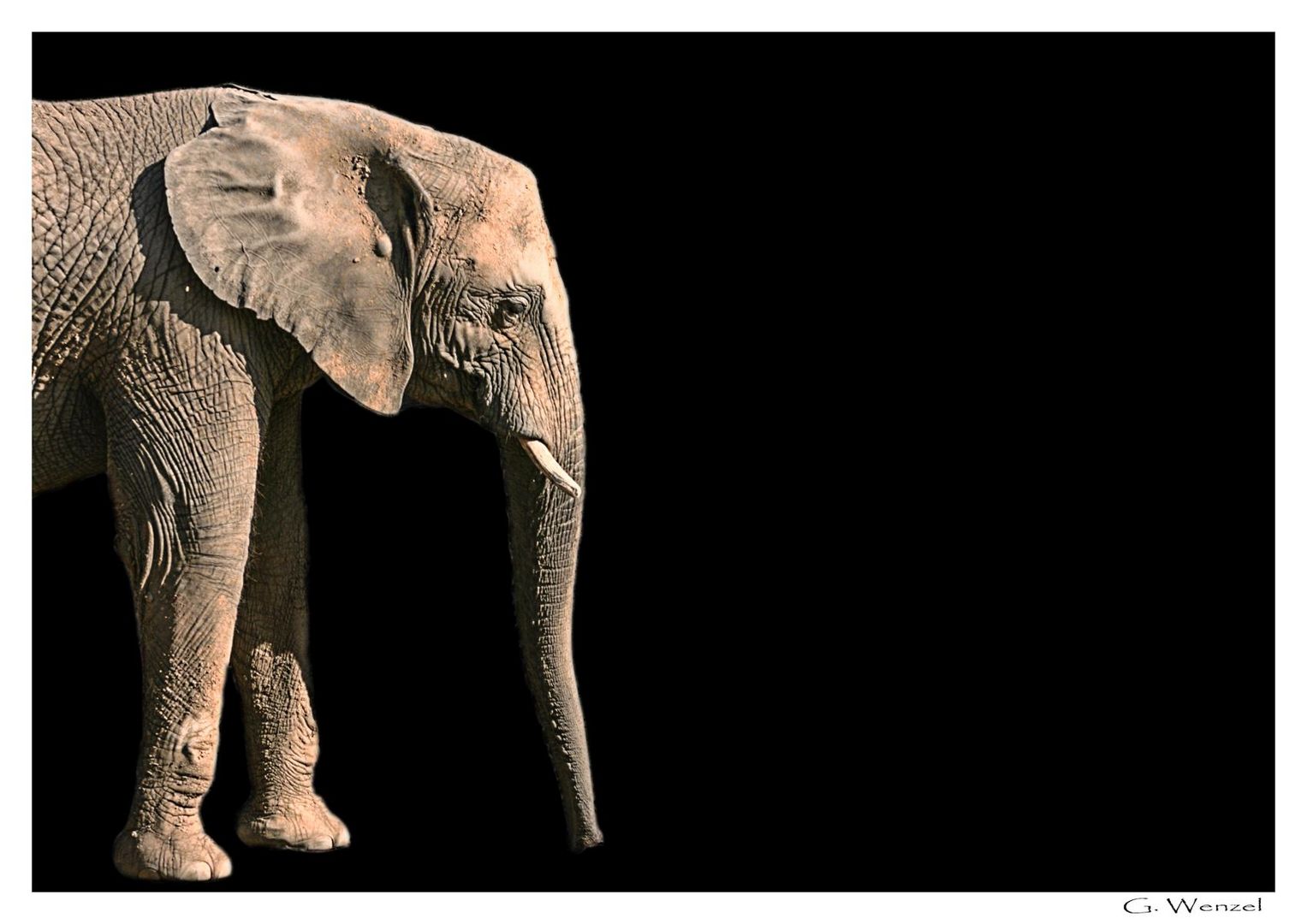 Elefant