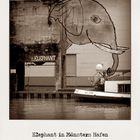 Elefant