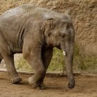 Elefant