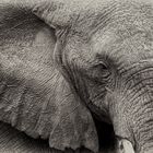 Elefant