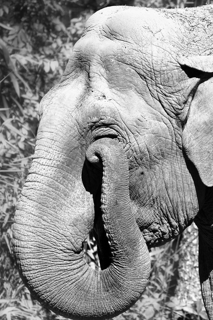 Elefant - Ein Foto, das jeder für sich interpretieren kann...