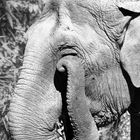 Elefant - Ein Foto, das jeder für sich interpretieren kann...