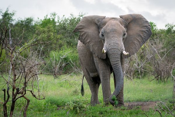 Elefant (Elephantidae)