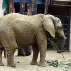 Elefant ( Elephantidae)
