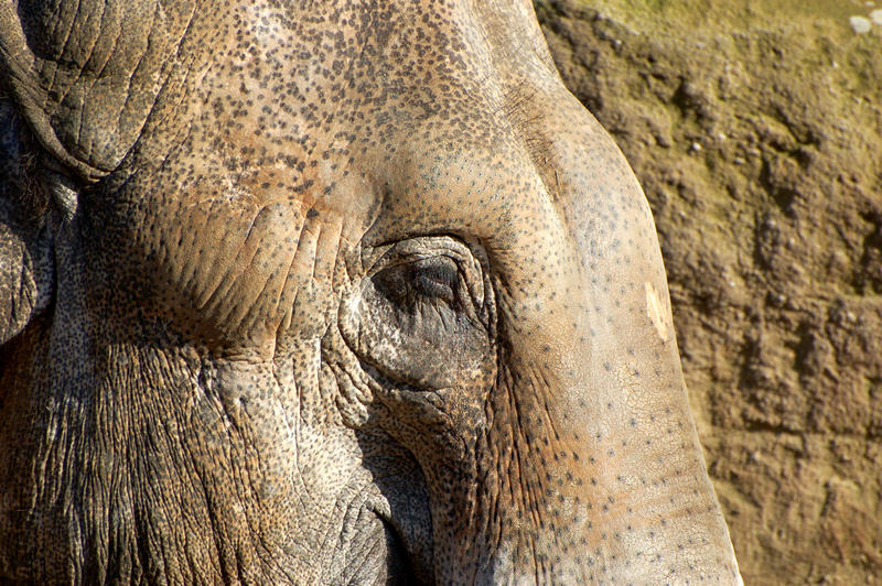 Elefant Emmen