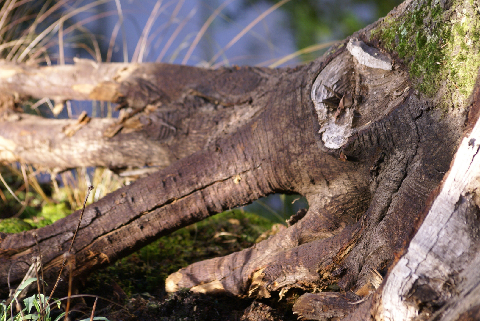 Elefant en holz