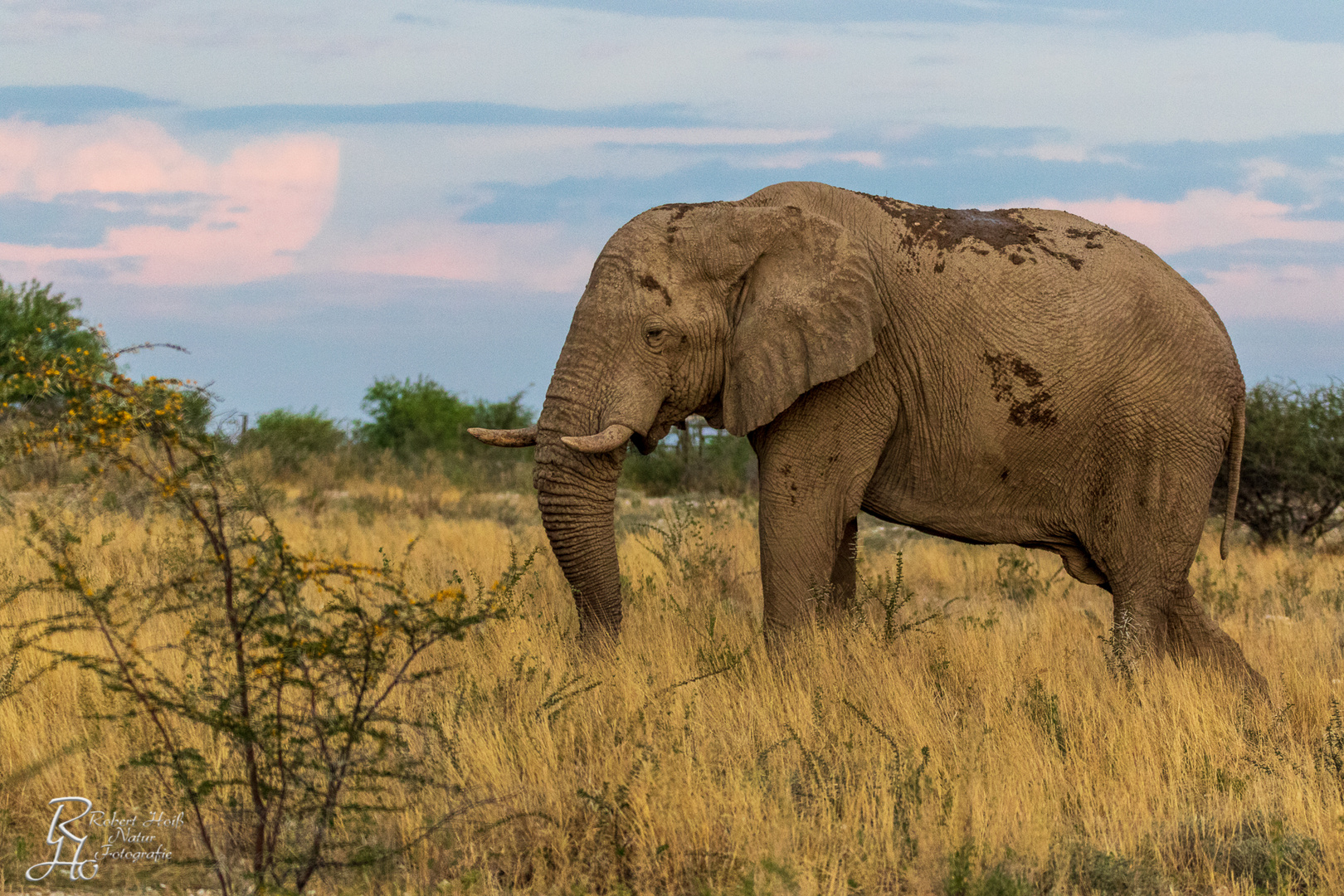 Elefant Etosha