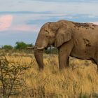 Elefant Etosha