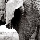 Elefant, Etosha Nationalpark, Namibia