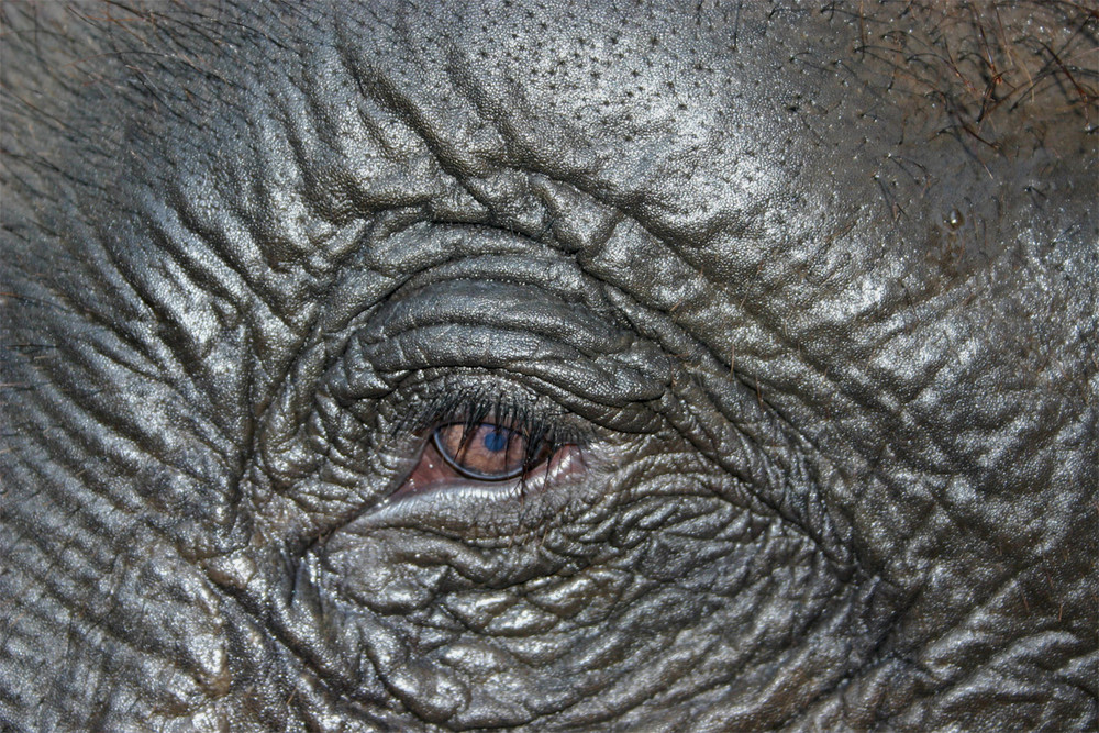 Elefant-eye