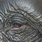 Elefant-eye