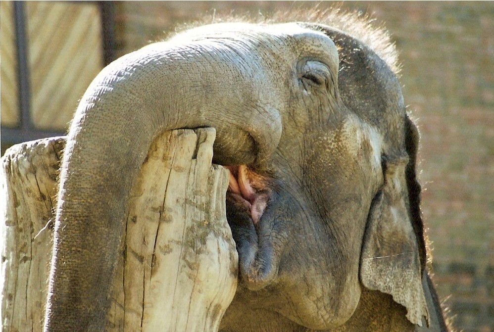 Elefant